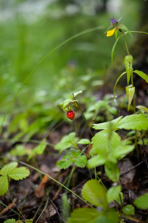 Rikere sommer
